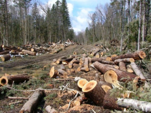 Environmental Concern in Perungalathur Forest Area