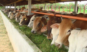 Stray Cattle Problem Increasing